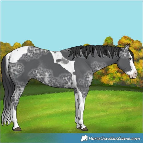 Horse Color:Black Ice Splash Tobiano Rabicano 