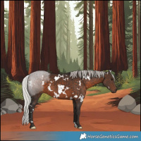 Horse Color:White Spotted Silver Brown