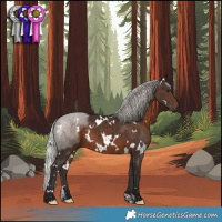 Horse Color:White Spotted Silver Brown