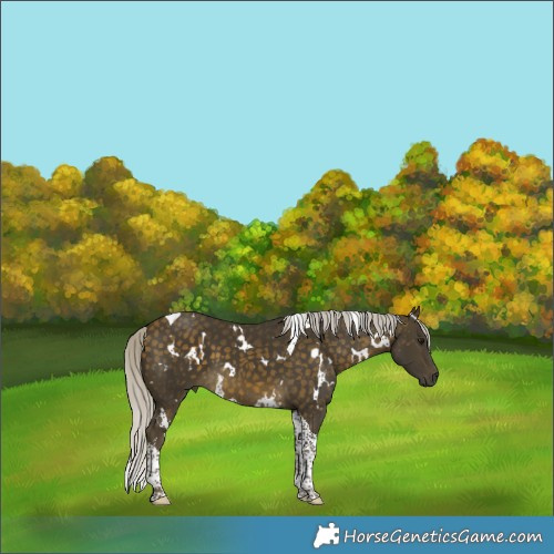 Horse Color:White Spotted Silver Buckskin Tobiano 
