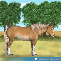 Horse Color:Chocolate Palomino Dun Splash Tobiano Rabicano