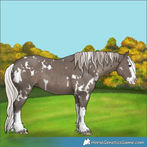 Horse Color:White Spotted Silver Black Splash 