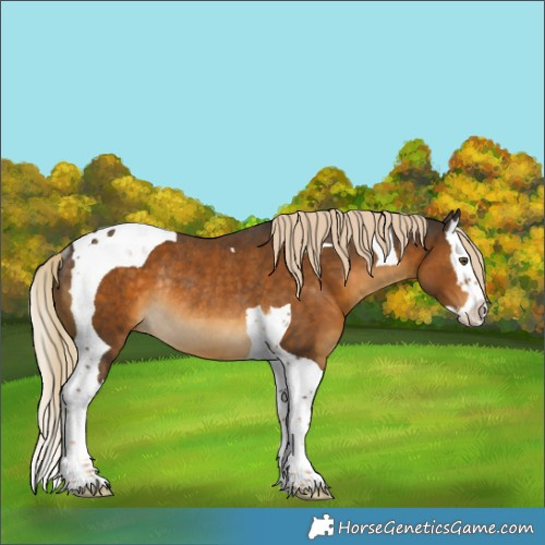 Horse Color:Chocolate Palomino Splash Tobiano Rabicano 