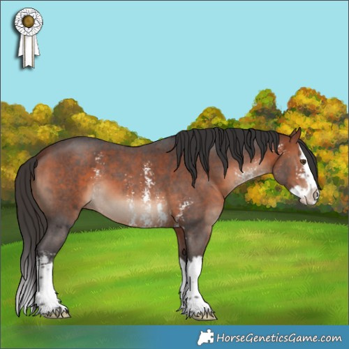 Horse Color:Bay Sabino Splash 