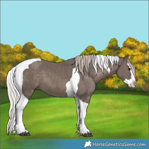 Horse Color:Silver Black Splash Tobiano 
