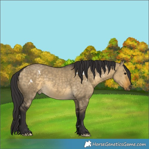 Horse Color:White Spotted Buckskin Dun 