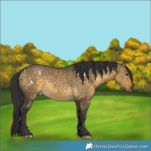 Horse Color:White Spotted Buckskin Dun 