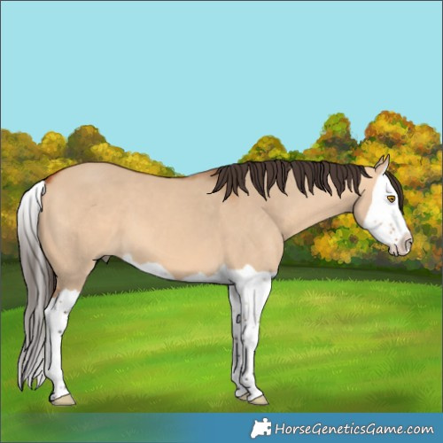 Horse Color:Bay Dun Splash 