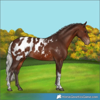 Horse Color:Silver Brown Tobiano Appaloosa Rabicano