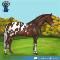 Horse Color:Silver Brown Tobiano Appaloosa Rabicano 