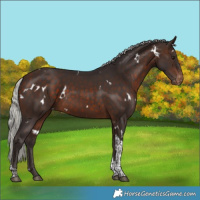 Horse Color:White Spotted Silver Brown Tobiano Appaloosa Rabicano