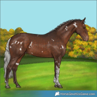 Horse Color:White Spotted Silver Brown Tobiano Appaloosa Rabicano 