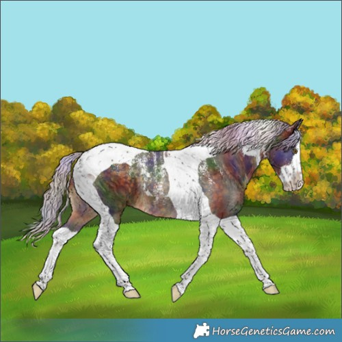 Horse Color:Powder White Nacre Silver Buckskin Splash Tobiano Rabicano 