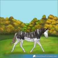 Horse Color:Powder White Liver Chestnut Splash Rabicano