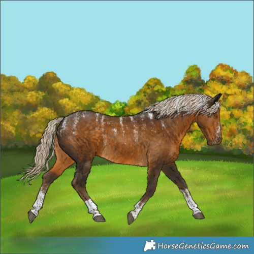 Horse Color:Powder White Chocolate Palomino Tobiano Rabicano 