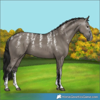 Horse Color:Powder White Gray Grullo 
