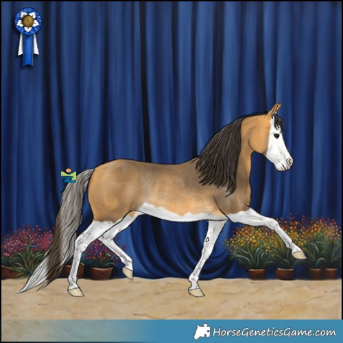 Horse Color:Buckskin Splash Rabicano 