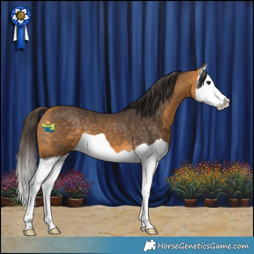 Horse Color:Buckskin Splash 