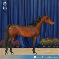 Horse Color:Bay Rabicano