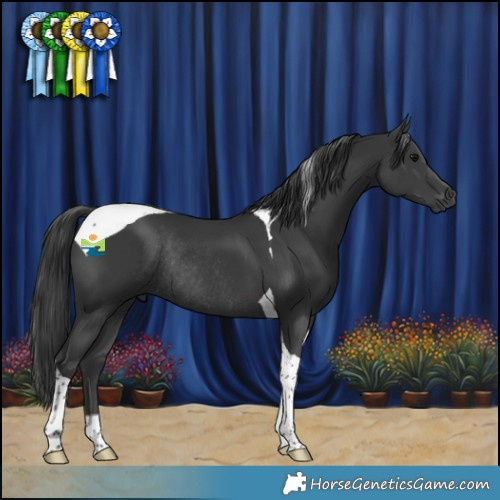 Horse Color:Black Tobiano Rabicano