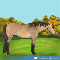 Horse Color:Buckskin 