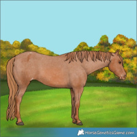 Horse Color:Chestnut Appaloosa 