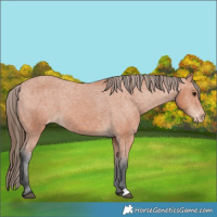 Horse Color:Bay Varnish 