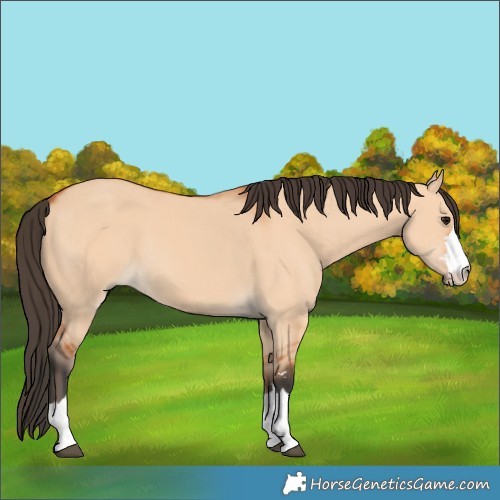 Horse Color:Bay Dun