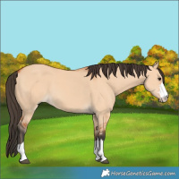 Horse Color:Bay Dun 
