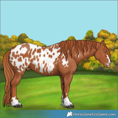Horse Color:Chestnut Appaloosa