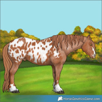 Horse Color:Chestnut Near Leopard