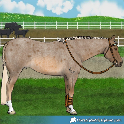 Horse Color:Chocolate Palomino Roan 