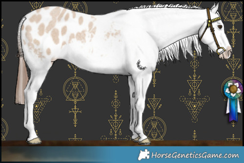Horse Color:Red Dun Roan Splash Appaloosa 