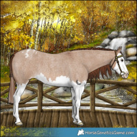 Horse Color:Red Dun Roan Splash Appaloosa 