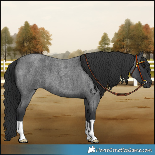 Horse Color:Blue Roan 
