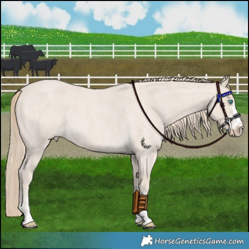 Horse Color:Smoky Creme Roan 