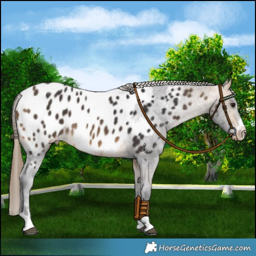 Horse Color:Buckskin Blanket 