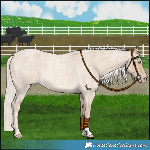 Horse Color:Cremello Roan 