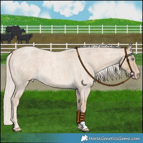 Horse Color:Cremello Roan 