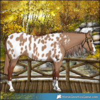Horse Color:Red Dun Near Leopard 