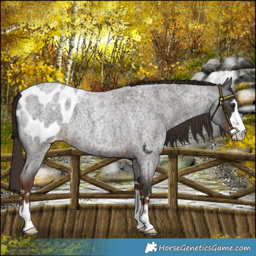 Horse Color:Liver Red Roan Blanket 