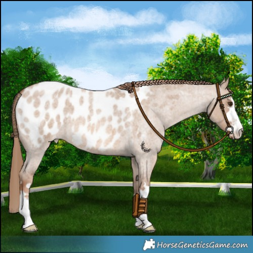 Horse Color:Red Dun Roan Appaloosa 