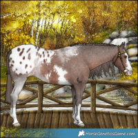 Horse Color:Liver Chestnut Blanket 
