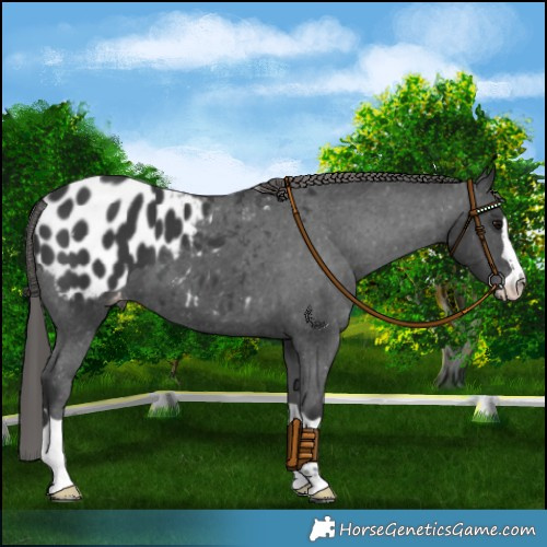 Horse Color:Black Blanket 
