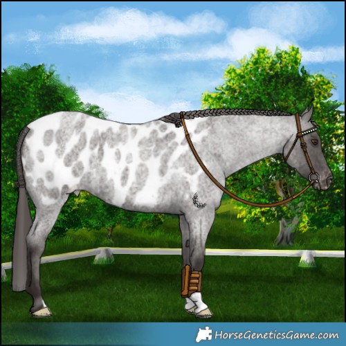 Horse Color:Liver Red Roan Near Leopard 