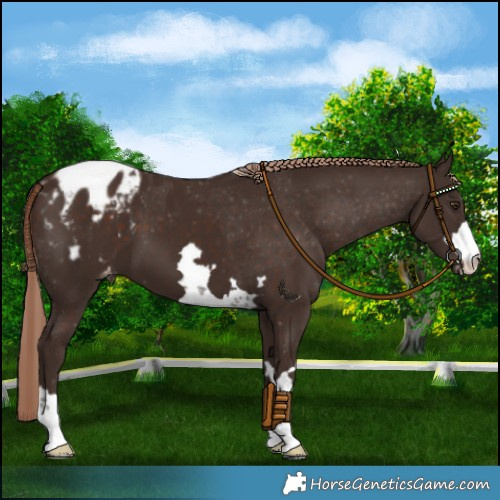 Horse Color:Liver Chestnut Blanket 