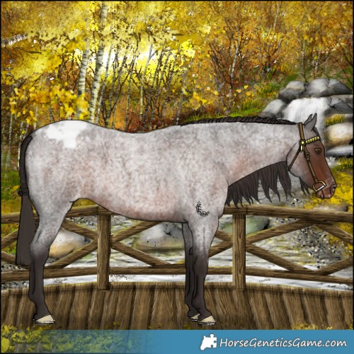Horse Color:Liver Red Roan Varnish 