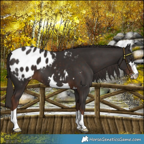 Horse Color:Liver Chestnut Blanket 