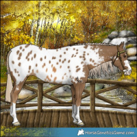 Horse Color:Chocolate Palomino Appaloosa 