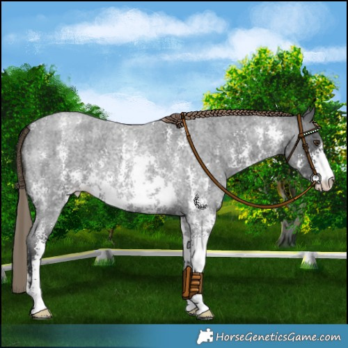 Horse Color:Liver Red Roan Sabino 